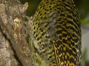 Carpintero real (Green-barred Woodpecker) Colaptes melanochloros