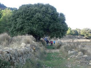 Bosque de La Parreta