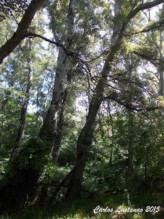 Bosques y arboledas