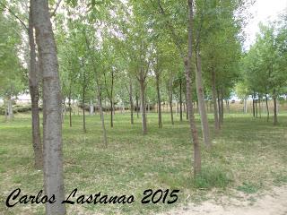 Bosques y arboledas