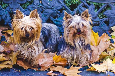 SILVER PLEATED SKIRT