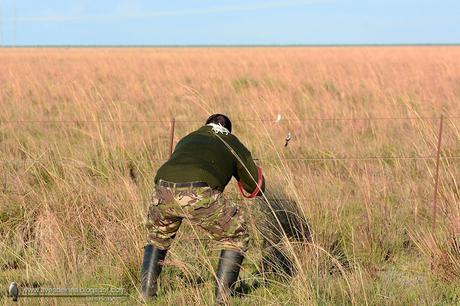 Monjita dominica (Black-and-white Monjita) Xolmis dominicanus