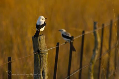 Monjita dominica (Black-and-white Monjita) Xolmis dominicanus