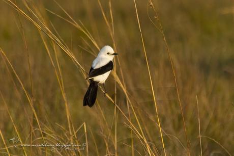 Monjita dominica (Black-and-white Monjita) Xolmis dominicanus
