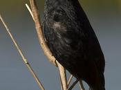 Varillero negro (Unicolored Blackbird) Agelasticus cyanopus