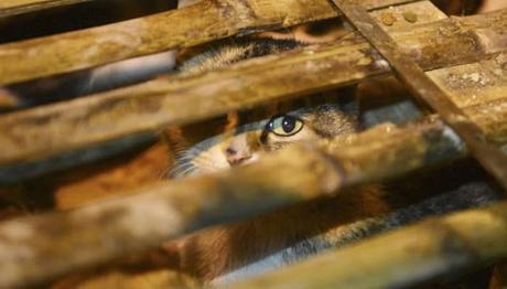 el trato inhumano caracteriza este tipo de comercio