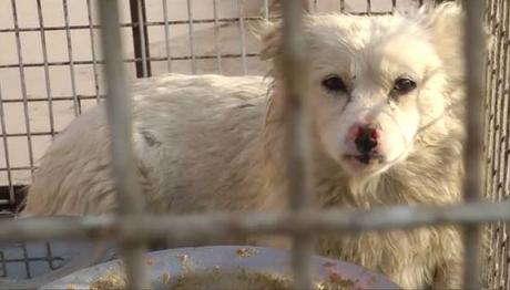 Los perros tampoco escapan de esta cruel realidad