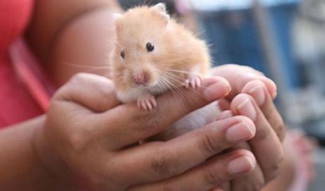 Cómo Domar a un Hámster? Todo lo que Debes Saber!