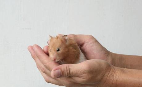 aprender a domar a un hámster