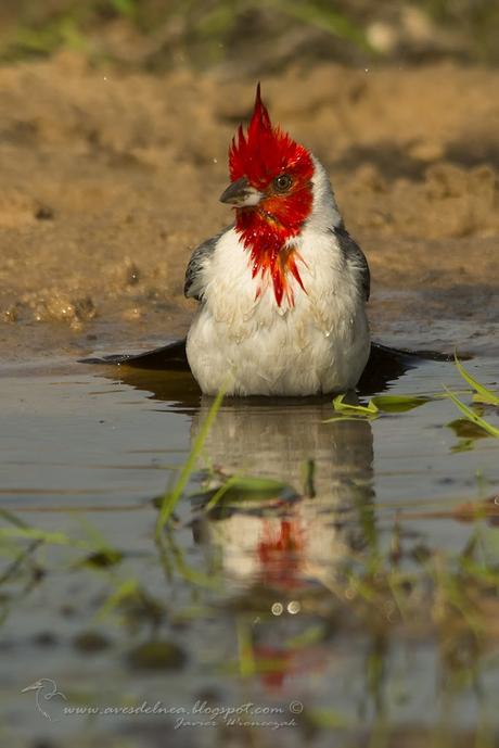Un Cardenal, Fibonacci, encuadre y firmas