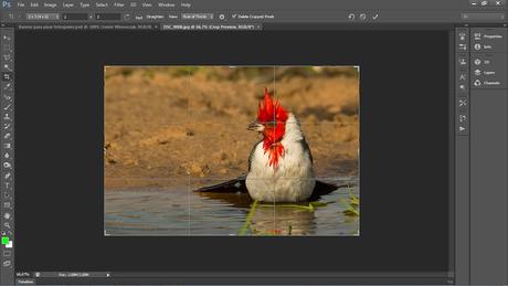 Un Cardenal, Fibonacci, encuadre y firmas