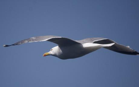 Con alas de libertad, realidad y sueños