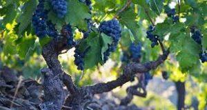 Lo que siempre quisiste saber al soñar con vendimias.