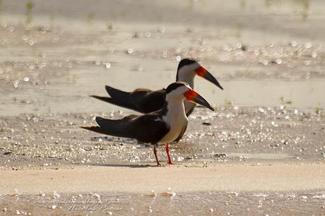 Rayador (Black Skimmer) Rynchops niger