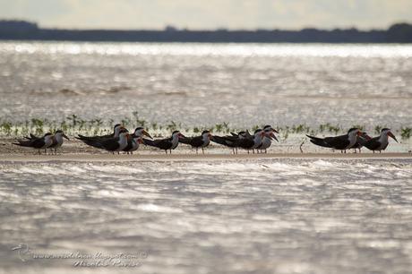 Rayador (Black Skimmer) Rynchops niger
