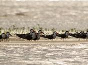 Rayador (Black Skimmer) Rynchops niger