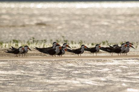 Rayador (Black Skimmer) Rynchops niger