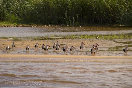 Rayador (Black Skimmer) Rynchops niger