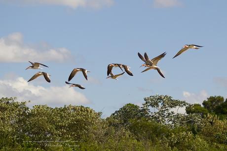 Rayador (Black Skimmer) Rynchops niger