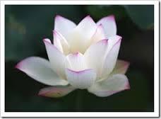 Resultado de imagen para namaste manos