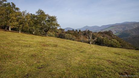 El árbol que perdió sus hojas