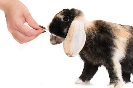 Cómo Entrenar a un Conejo? Consejos y Trucos