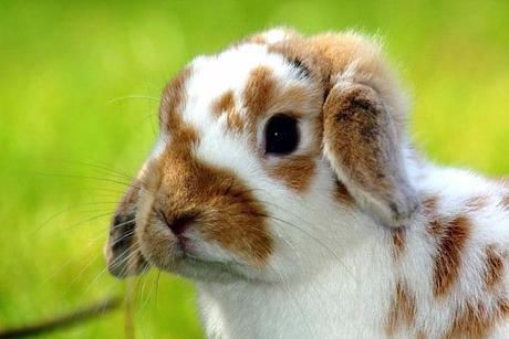 Cómo Entrenar a un Conejo? Consejos y Trucos
