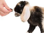 Cómo Entrenar Conejo? Consejos Trucos