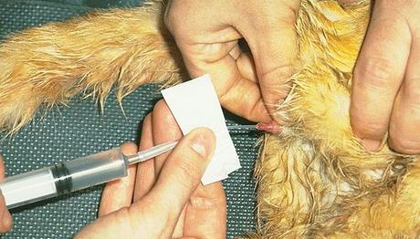 las sondas ayudan a vaciar la vejiga del gato