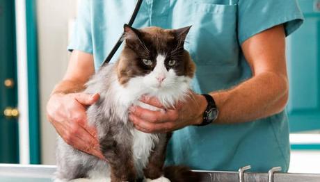 debemos estar atentos a los síntomas de nuestro felino