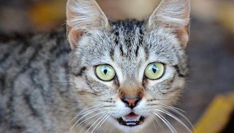 obstrucción de uretra en gatos