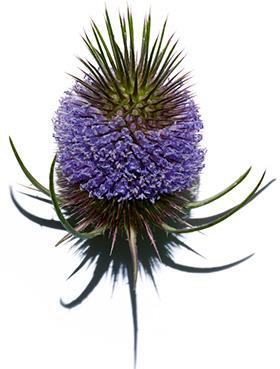 Nuevo Multi Active Jour de Clarins Planta Cardeña