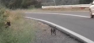 Adopción, Adopta, Adóptame.