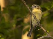 Picochato grande (Yellow-olive Flycatcher Tolmomyias sulphurescens