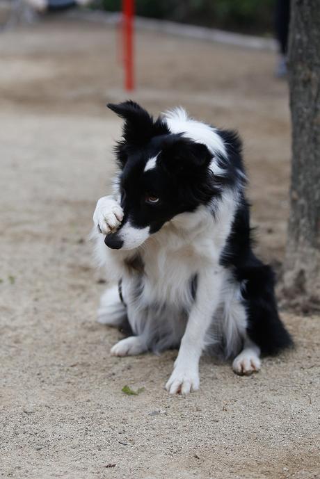 Estudio revela qué ven los perros en la televisión Estudio revela qué ven los perros en la televisión