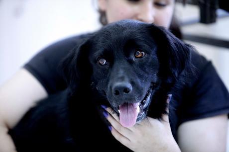 Estudio revela qué ven los perros en la televisión Estudio revela qué ven los perros en la televisión