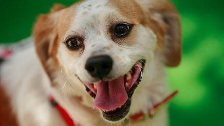 Estudio revela qué ven los perros en la televisión Estudio revela qué ven los perros en la televisión