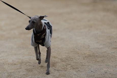 Estudio revela qué ven los perros en la televisión Estudio revela qué ven los perros en la televisión