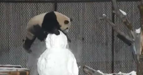 La curiosa pelea entre un oso panda y un muñeco de nieve. Mira quien ganó La curiosa pelea entre un oso panda y un muñeco de nieve. Mira quien ganó