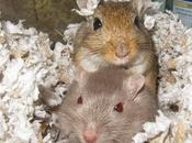 nuevo amigo para jerbo