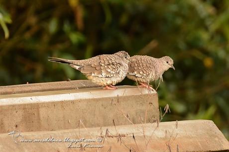 Torcacita escamada (Scaled dove) Columbina squammata