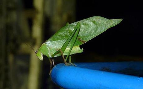 Descubren insecto que vivió hace 270 millones de años  #Animales