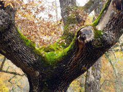 Detalles botánicos Detalles botánicos
