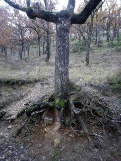 Detalles botánicos Detalles botánicos