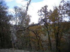 Detalles botánicos Detalles botánicos