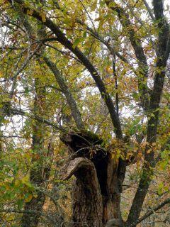 Detalles botánicos Detalles botánicos