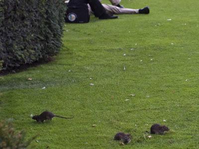 Paris la ciudad de las ratas