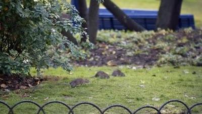 Paris la ciudad de las ratas