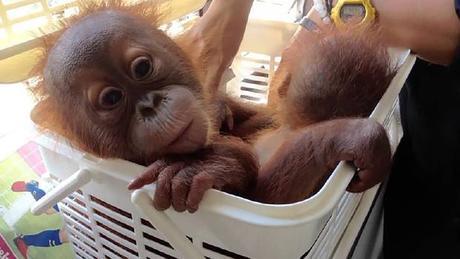 Dos crías de orangután se salvan de los traficantes vía WhatsApp Dos crías de orangután se salvan de los traficantes vía WhatsApp