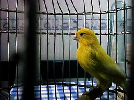 La balada de Iza - Magda Szabó